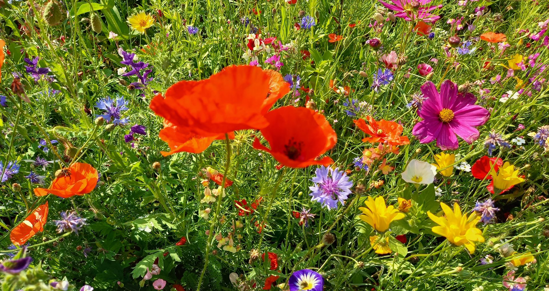 Blumenwiese Dornbirn Blumenwiese Dornbirn